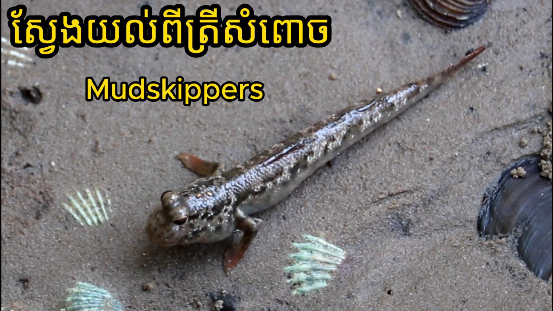 ស្វែងយល់ពីត្រីសំពោច [Mudskipper] Periopthalmus spp